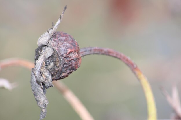 Foto el amor de la macrofotografía