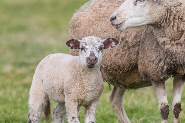 el amor de una madre por su hija en los animales