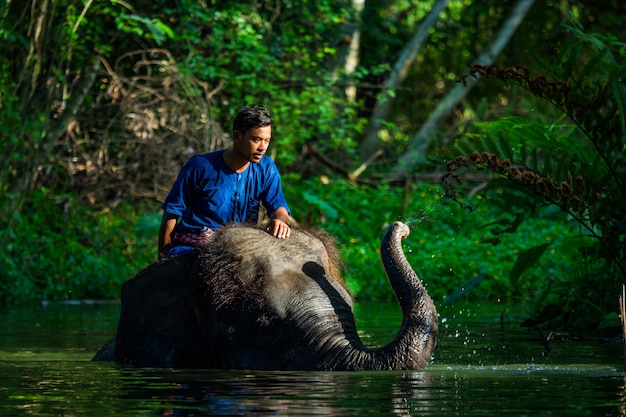 Amor de Mahout con su elefante, Tailandia