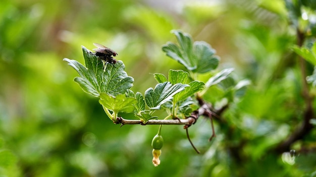 El amor de las moscas. Las moscas se aparean. Primavera. Siberia.