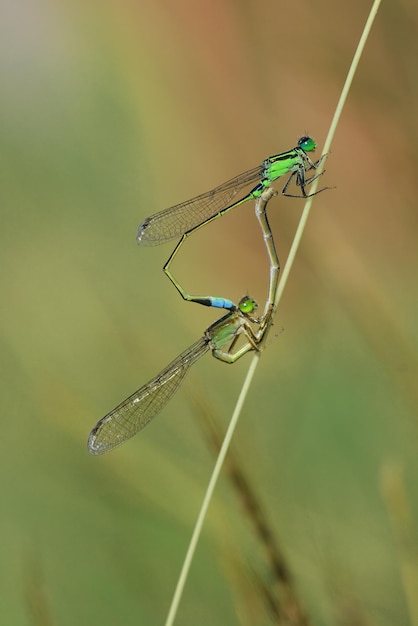 Amor pareja libélula. Preciosa libélula sobre hierba. Símbolo de amor.