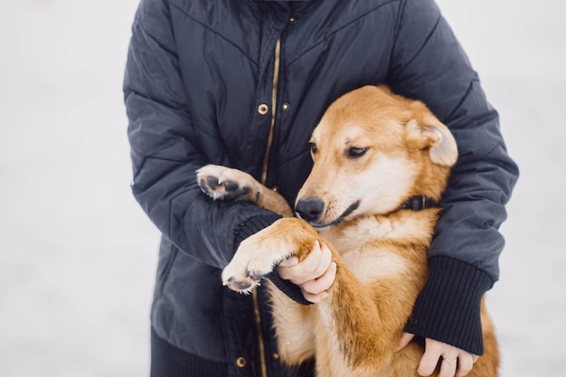 amor por un perro amistad entre un hombre y un perro