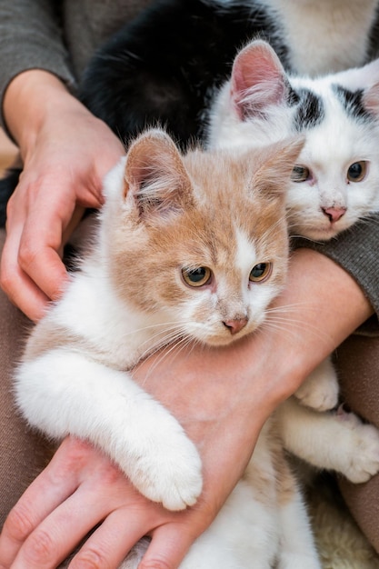 Amor por gatos a garota segura gatinhos em seus braços closeup