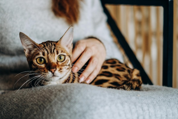 Amor por gatos Uma mulher se senta em uma cadeira em casa e segura seu amado gato Bengal em seus braços