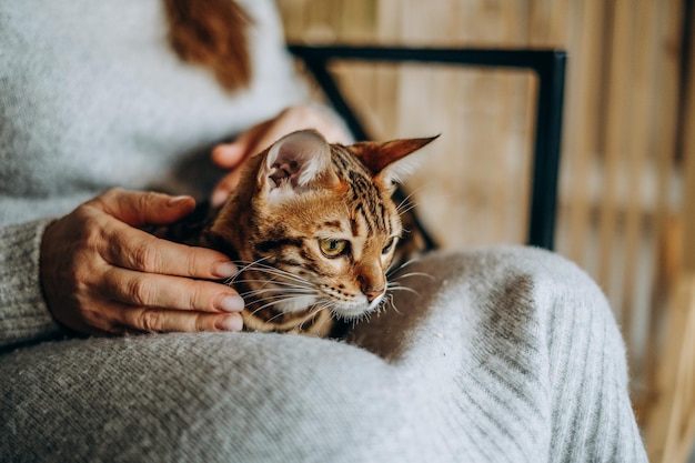 Amor por gatos Uma mulher se senta em uma cadeira em casa e segura seu amado gato Bengal em seus braços