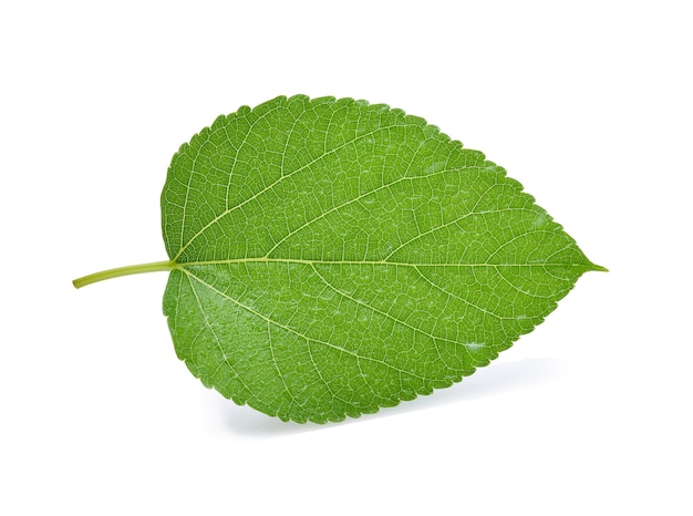 Amora com folha com gotas de água em branco.