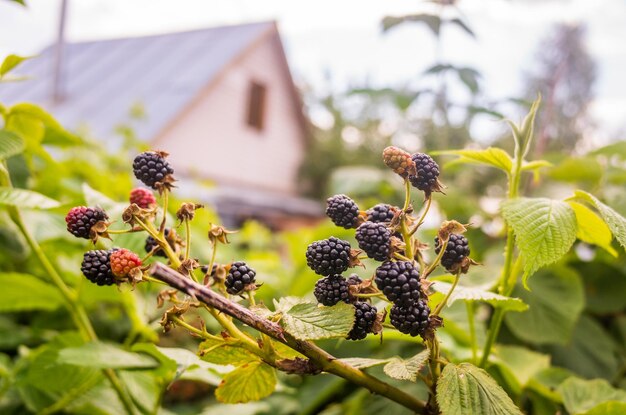 Amora suculenta madura Arbusto de frutas de jardim Linda paisagem rural natural com forte fundo desfocado O conceito de comida saudável com vitaminas