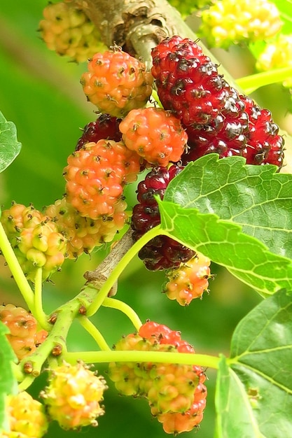 amora verde amadurece em um galho de amoreira em uma plantação de frutas