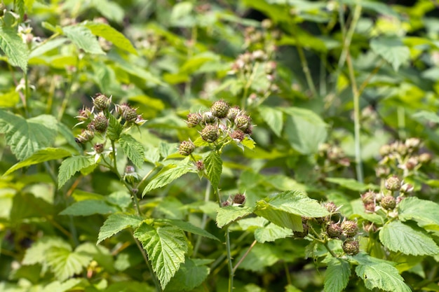 Amora verde cresce no jardim de verão