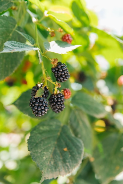 Amoras frescas no jardim um monte de frutas maduras de amora em um galho com folhas verdes