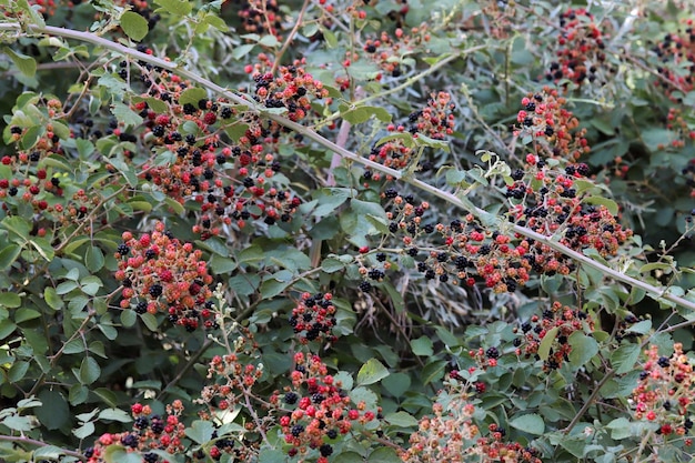 Amoras maduras e vermelhas na plantação de bagas