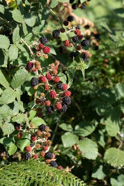 Amoras vermelhas no mato Framboesa preta orgânica fresca Rubus occidentalis de amadurecimento de bagas