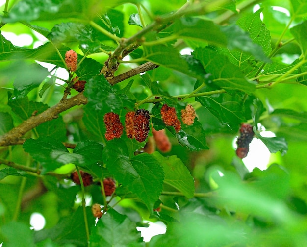 Amoreira fresca, amoras verdes maduras e vermelhas pretas