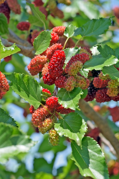 Amoreira preta coberta com frutas