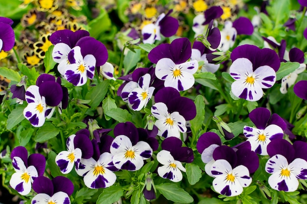 Amores-perfeitos brancos e violetas ou flores tricolores de viola