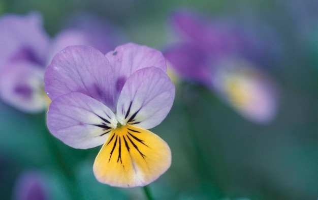 Amores-perfeitos Viola hybrida