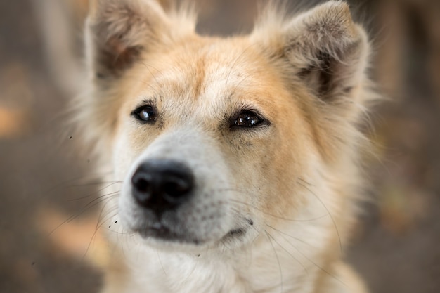 amorosos ojos de perro