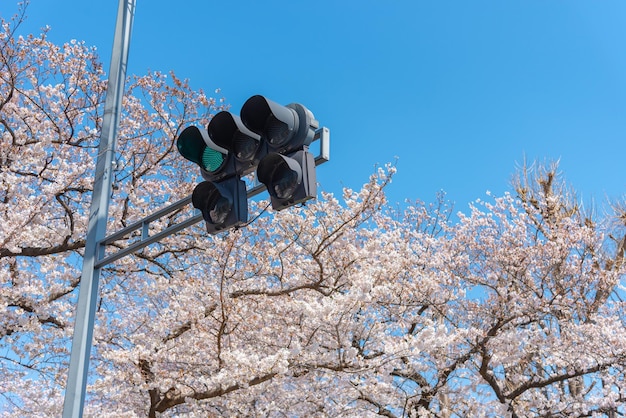 Ampel mit Kirschblüten