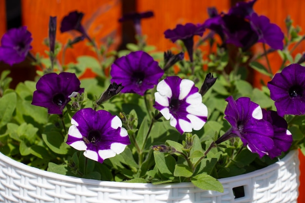 Ampelige lila weiße Petunie eine schöne blühende Blume Blühende Blumendekoration im Sommer von Terrassen