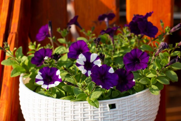 Ampelosa petunia blanca púrpura una hermosa flor floreciente Decoración de flores florecientes en el verano de las terrazas