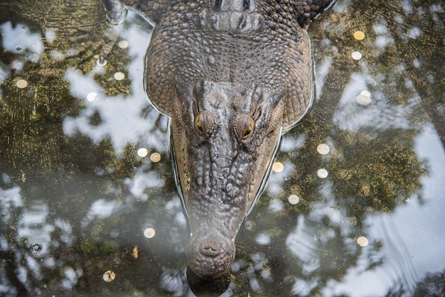 Amphibisches prähistorisches Krokodil im Bauernhof