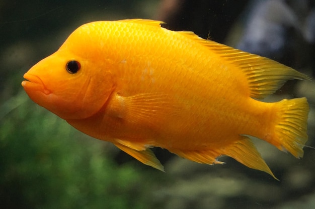 Foto amphilophus citrinellus peixe laranja
