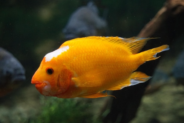 Amphilophus citrinellus peixe laranja