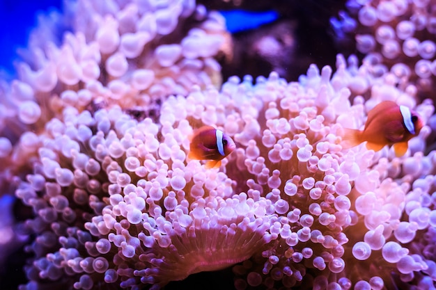 Amphiprion está en anémona. Tailandia