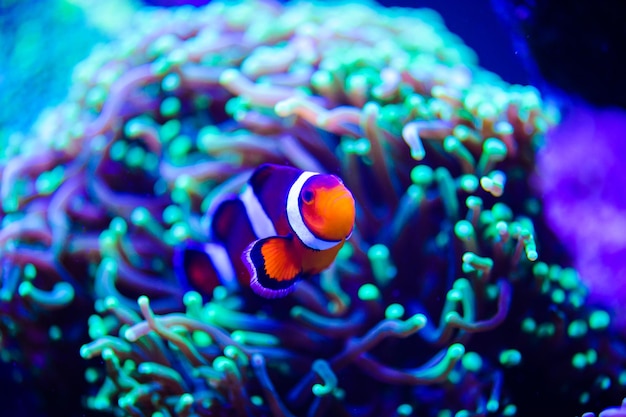 Amphiprion Ocellaris Clownfish In Marine Aquarium Clownfish nadar em torno de sua anêmona hospedeira com água azul atrás Foto de um peixe tropical em um recife de coral