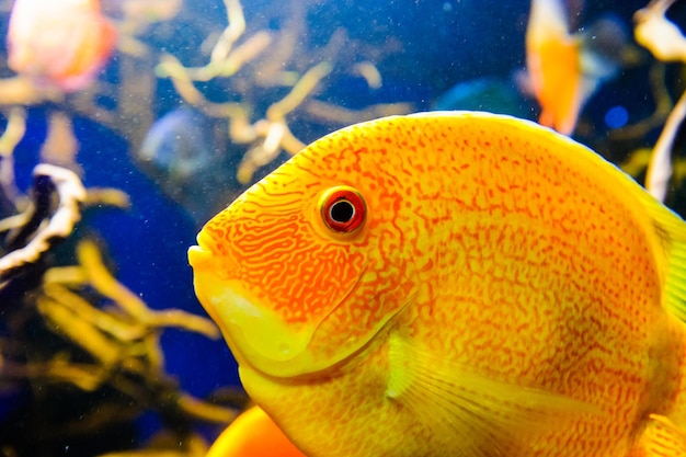 Amphiprion Ocellaris Clownfish In Marine Aquarium Clownfish nadar em torno de sua anêmona hospedeira com água azul atrás Foto de um peixe tropical em um recife de coral