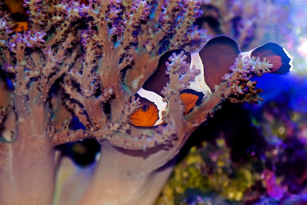 Foto amphiprion ocellaris clownfish: el pez de agua salada más popular para acuarios de arrecifes de coral