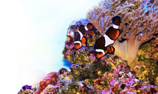 Amphiprion Ocellaris Clownfish: el pez de agua salada más popular para acuarios de arrecifes de coral