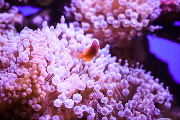 Amphiprion (peixe-palhaço ocidental (ocellaris clownfish, false percula clownfish)) está na anêmona. tailândia.