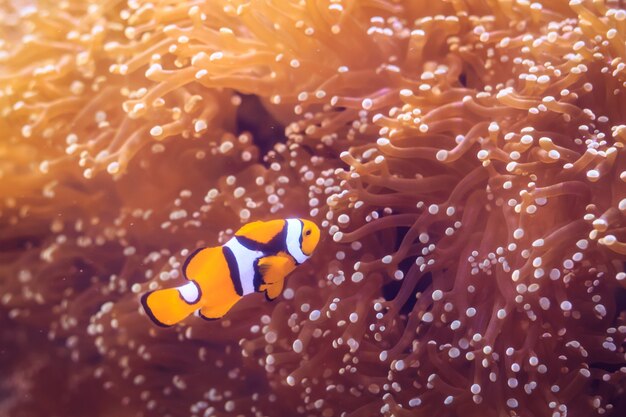 Amphiprion (westlicher Clownfisch (Ocellaris Clownfish, False Percula Clownfish) ist in Anemone. Thailand.