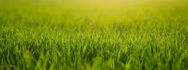 Amplia foto del campo de trigo de invierno verde bajo los rayos del sol por la noche