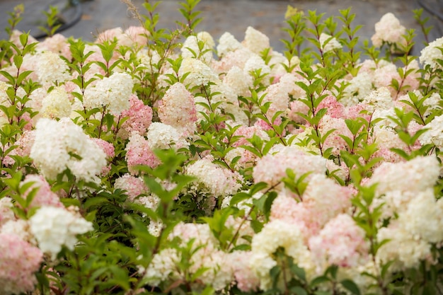 Amplia variedad de flores y plantas en vivero