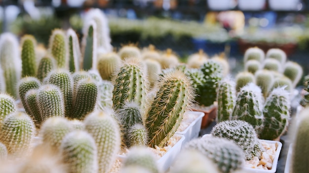 Amplia variedad de plantas con flores de la familia de los cactus para decoración de interiores