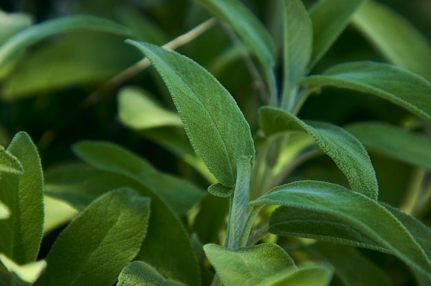 Foto ampliando uma folha de salvia sage, uma planta usada como tempero na cozinha.