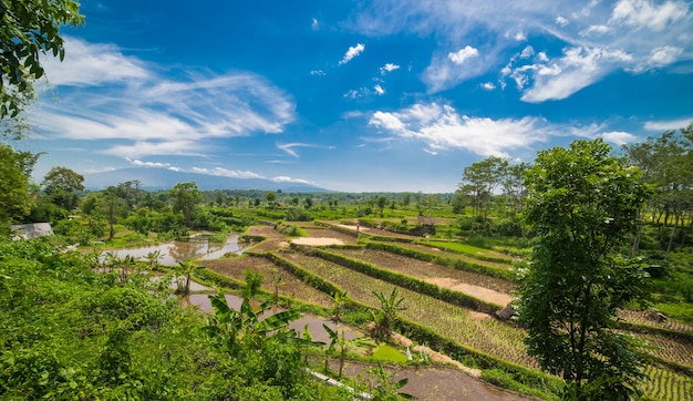 Amplias terrazas de arroz verde en Bali