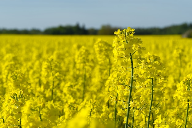 Amplio ángulo de visión de un hermoso campo de colza amarillo.