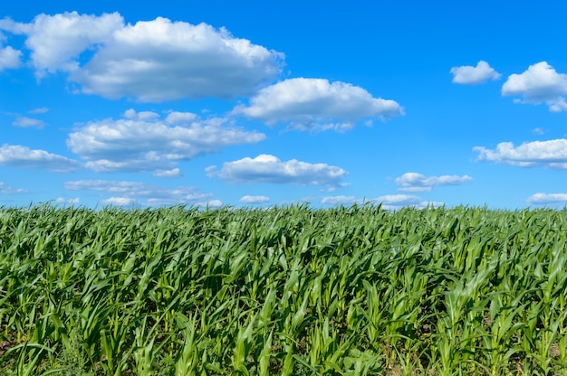 Un amplio campo de jugosos tallos de maíz verde y un cielo azul sobre él.