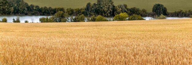 Un amplio campo de trigo cerca de un río con árboles.