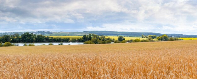 Foto un amplio campo de trigo cerca del río y un cielo nublado por encima del campo