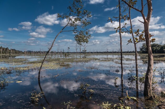 Amplio humedal con árboles dispersos rodeado de bosque cerca del horizonte complejo Angkor Siem Reap, Camboya