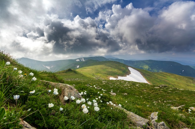 Amplio panorama de montaña de verano. Hermosas flores blancas que florecen en la hierba verde entre grandes rocas, parches de nieve en el valle y la cordillera bajo cielo nublado bajo. Turismo y belleza del concepto de naturaleza.