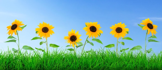 Amplio prado de hierba verde natural con girasoles en flor sobre un fondo de cielo azul
