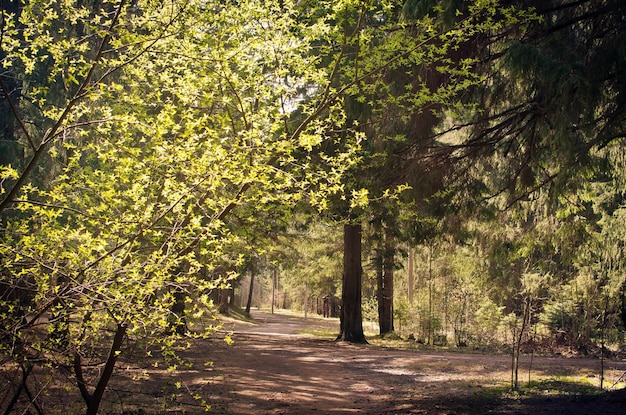 Un amplio sendero forestal turístico en un día claro y soleado