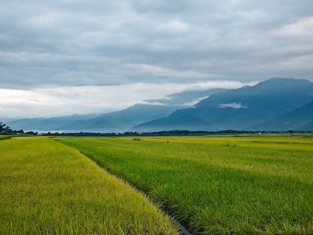 Amplo arrozal com nuvens rodeado por montanhas