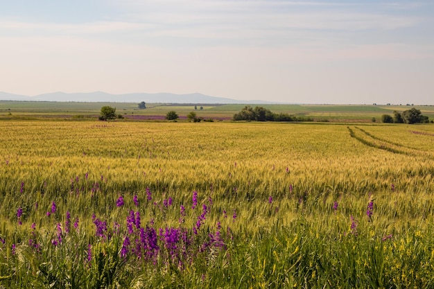 Amplo campo amarelo brilhante de flores de trigo e lilás na primavera