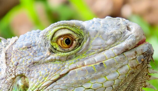 Amplo plano dos olhos das iguanas